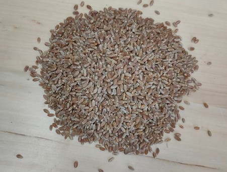 Пшеница отборная Алтайская для проращивания, 1 кг.