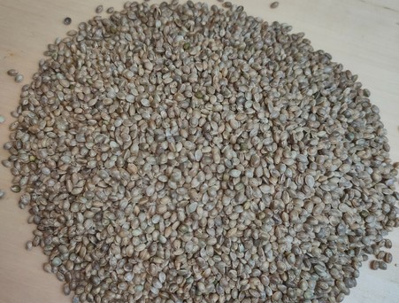 Семена конопли пищевой, 500 гр.